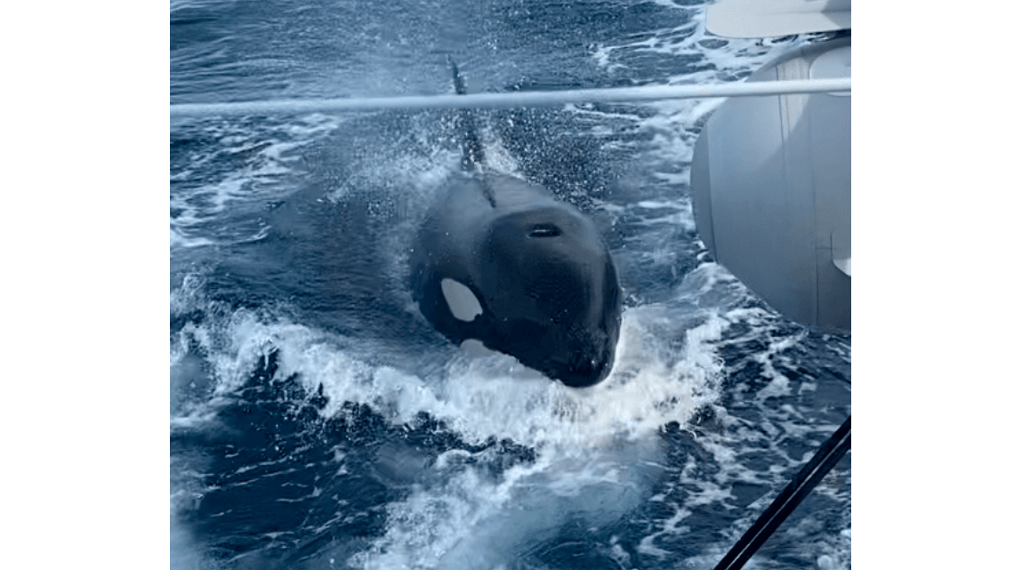 Surprise lors de notre traversée sur les îles Canaries