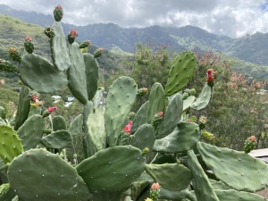 cactus marquises